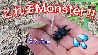 【昆虫採集】今季最大‼︎ 極太 こんなの初めて! モンスタークワガタ発見！名古屋市内編 樹液採集 收集昆蟲  Stag beetle Insect Nebut