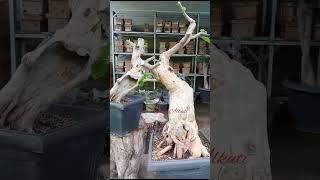 POHON BONSAI BRENUK YG MULAI JARANG DI TEMUKAN#bonsai #kebunsendiri #bungahias #bunga