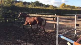 Jewel's Jagemeister a 2yo stallion by Verdi x No Limit x Cavalier