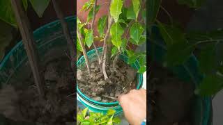 Everyone has some flaws # #gardening #shorts
