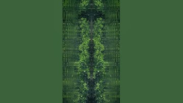 Mangrove swamp, abstract shot Video Shorts #Shorts #Video #Short #Creative