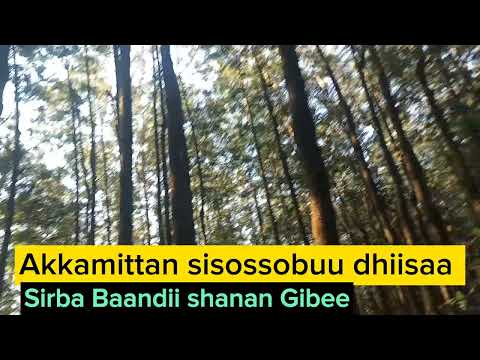 AKKAMITTAN Si SOSSOBUU DHIISAA NAFISA ABDULAKIM