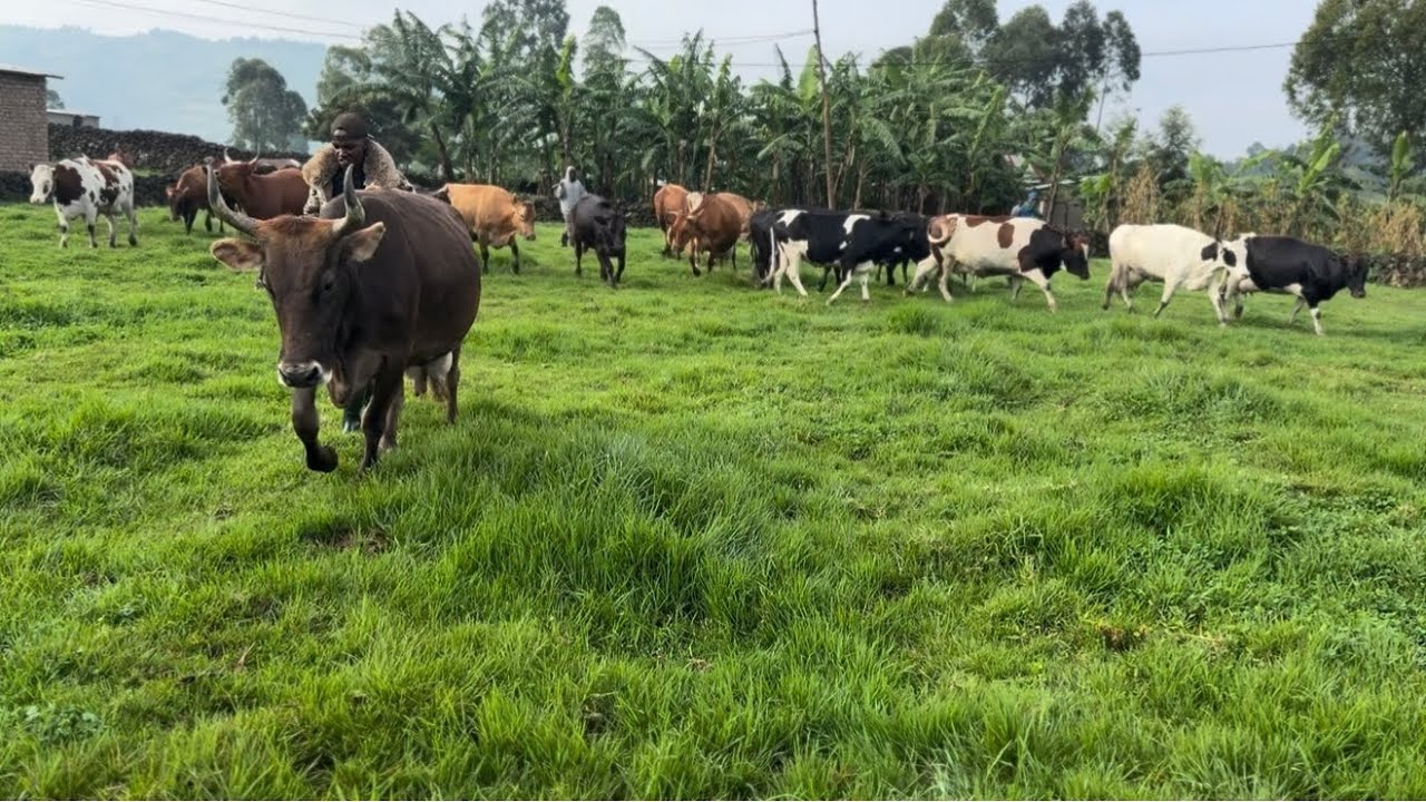 Inka zishoje umwaka zinezerewe #inka #igishengo