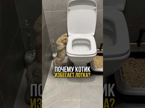 Почему котик избегает лотка?🐾🐱