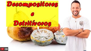 Decompositores e Detritívoros - Conceito, Diferenças e Exemplos - Fatores Bióticos - Ecologia