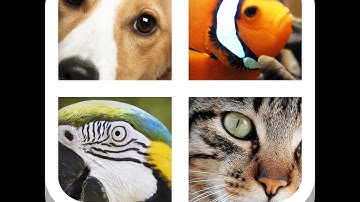 Close Up Animals - Level 14 Answers HD
