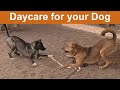 Dog TV Daycare 25 