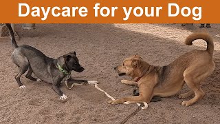 Dog TV Daycare #25