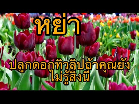 วีดีโอ: ดอกทิวลิปเน่าสีขาว