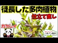 徒長した多肉植物の仕立直し・植え替え・育て方(クラッスラ・カクレイ)【くまパン園芸】