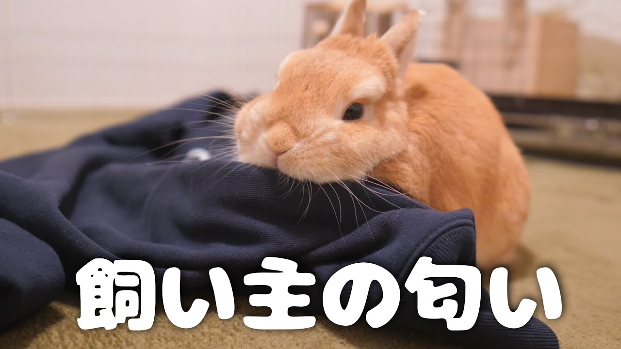 飼い主の匂い付きパーカーを置いてみた結果こうなりました No 385 Youtube