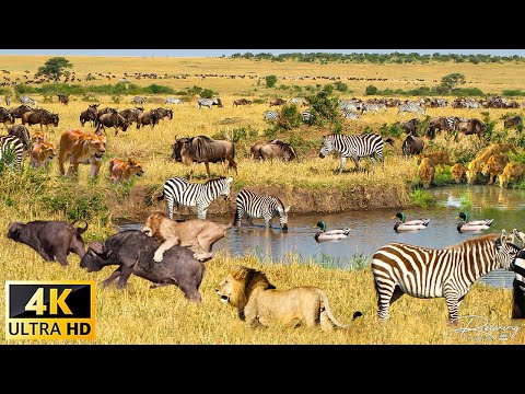 Video: Etosha nacionalinis parkas: visas vadovas