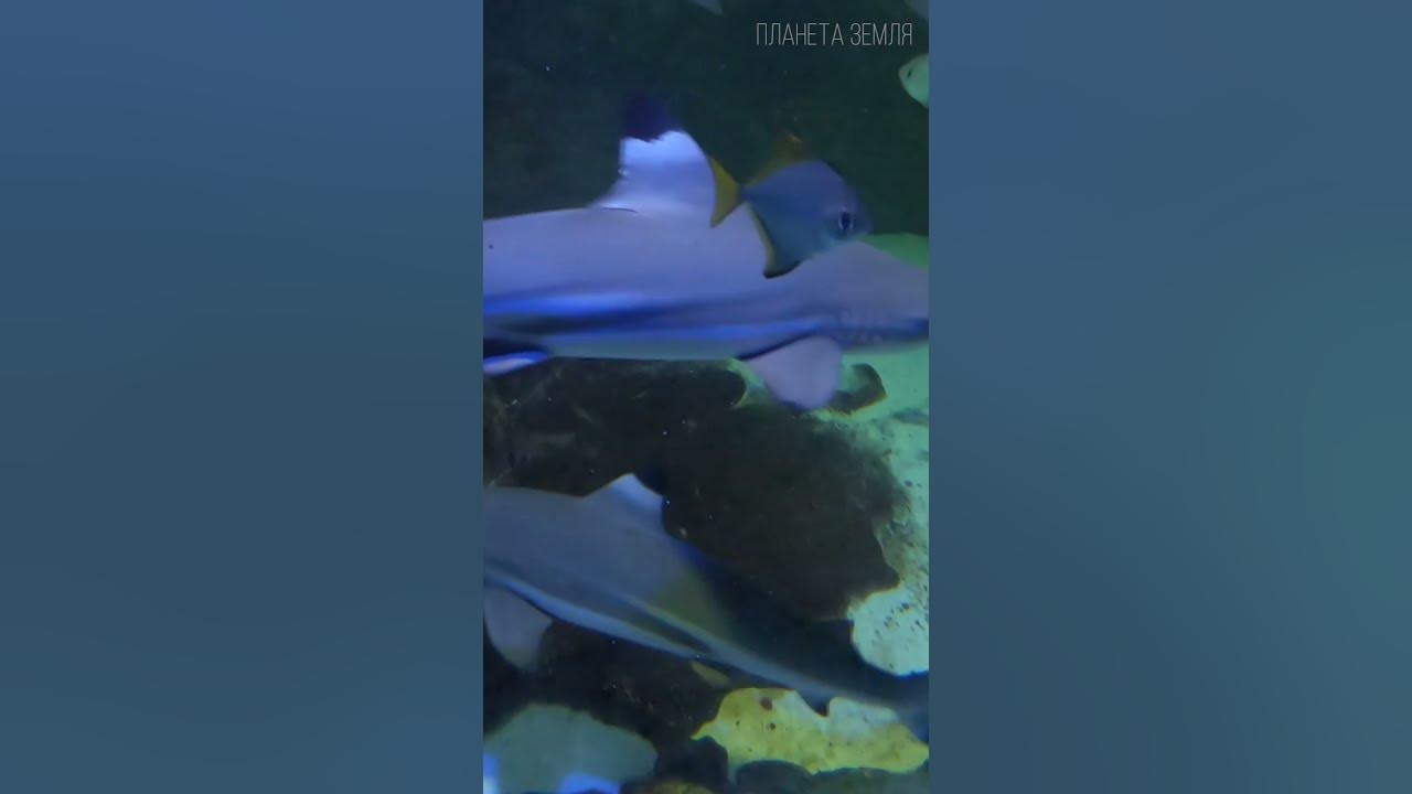 Чёрное море: Горящее море 😉 #природа #море #география - YouTube