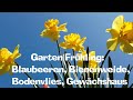 Garten Frühling: Blaubeeren, Bienenweide, Bodenvlies, Bepflanzen des Gewächshauses  Film 105