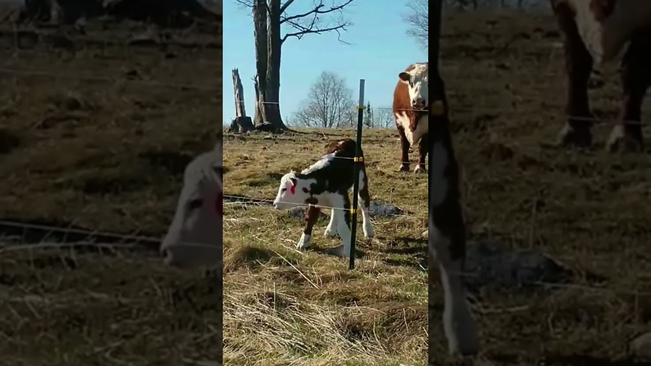 Bull Calf figured out what the Electric Fence was all about! 