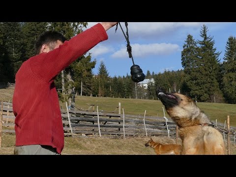 Video: Trening papira ili obuka za pse