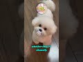 Who Could Resist These Adorable Dogs#viralvideochallenge#fypageシ#CutenessGoals #squadgoals