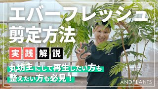 【引き取り　大阪市内】10.5号　2メートル20センチ　曲がりエバーフレッシュ★ 初心者OK】エバーフレッシュの剪定方法｜傷んだ葉・モサモサ姿も