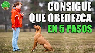 Cómo ENTRENAR a tu PERRO PASO a PASO (Todas las razas)