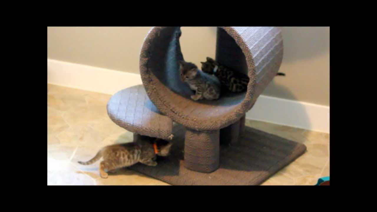 Bengal Kittens Playing tackling eating YouTube Bengal Kittens Playing tackling eating YouTube