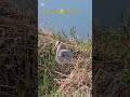 Grey Heron | You Are Already on Your Path