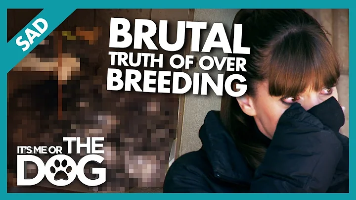 Heartbreaking Consequences of Dog Over-breeding | ...