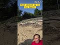 what washed up on the beach? #shorts #beach