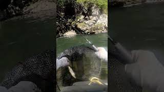 Pescando bogas en río Caudal, cerca de Santolaya en Asturias