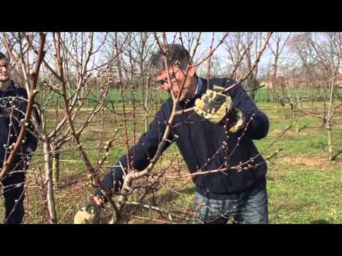 Lezione Potatura Pesco