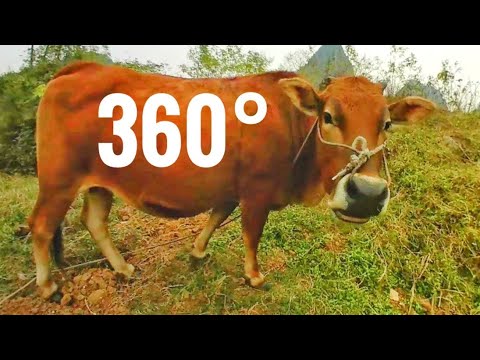 Chinese Bull Cow Cattle Best China 360° VR videos Samsung Gear 360 Action cam Chinese Bull Cow Cattle Best China 360° VR videos Samsung Gear 360 Action cam