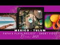 Mexico - Tulum: Papaya Playa Project Hotel Tour