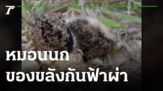 เครื่องรางของขลัง กันฟ้าฝ่า  | 06-04-65 | ตะลอนข่าว