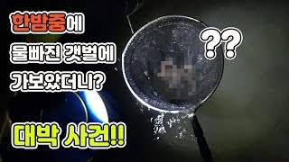 한밤중에 물빠진 갯벌에 가보았는데... 야간해루질 결과는? [TV생물도감]