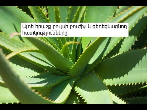 Video: Սեւ երեց - դեկորատիվ և բուժիչ բույս