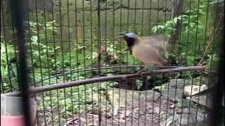 Sogok Ontong Gacor ‼️ Sogon Edan Ngamuk