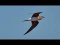 Birdwatching Ebrodelta April 2016