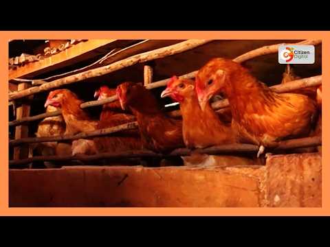 Young agripreneurs in Kisii swap desks for dirt to build thriving businesses