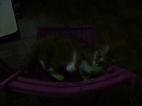 Funny Cat Fights Headphones