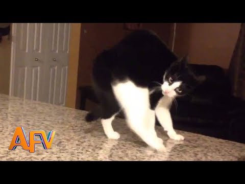 101-super-weird-cats-|-afv-funniest-cat-videos-2018