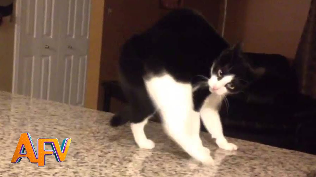 ⁣101 SUPER Weird Cats | AFV Funniest Cat Videos 2018