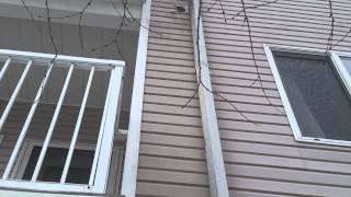 Squirrel in vent