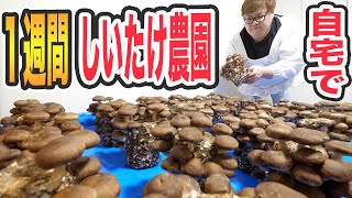 【一週間生活‼︎】一週間しいたけ農園生活して爆食いしたら最高に楽しすぎたwww【はるあんちゃん料理】