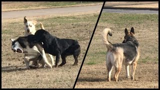 German Shepherd selfcontrol, won’t leave Yard!