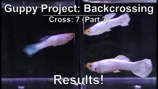 Final Result of Backcrossing a Platinum White Guppy Male to a Gray-Based Female (Cross 7 Part 3)