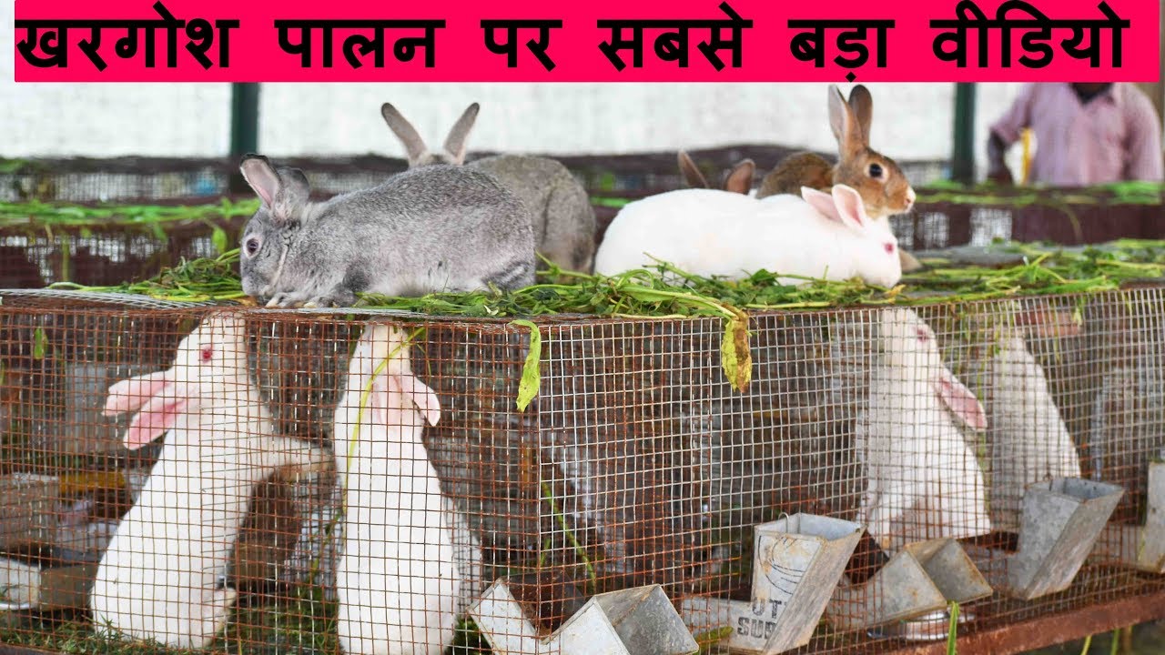 rabbit farming business plan in karnataka