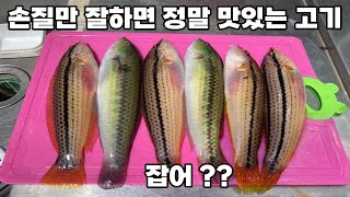 너무 흔해서 천대받는 생선을 잡아서 회로 먹어봤습니다 용치놀래기 회맛은??