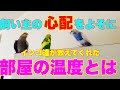 北国育ちのインコ達の保温と設定温度　可愛いオカメインコとセキセイインコ