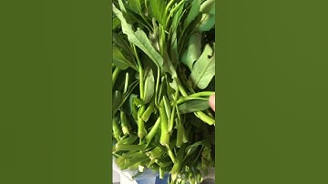 Rau muống và 10 tác dụng tuyệt vời #dsdaiminh #dinhduong #phongthuy #snake #health #nature