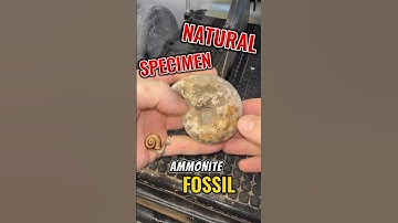 Ammonite fossil specimen cut in half! #ammonite #fossil #geology