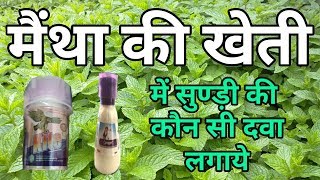 मैंथा की फसल में सुण्ड़ी की रोकथाम का बेस्ट कीटनाशक कौन सा।Mentha kheti me best control insecticide